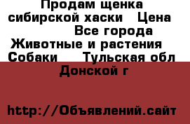 Продам щенка сибирской хаски › Цена ­ 8 000 - Все города Животные и растения » Собаки   . Тульская обл.,Донской г.